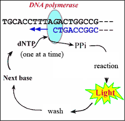 <p>How does Sanger sequencing or pyrosequencing work?</p>