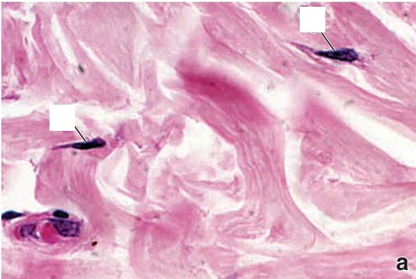 <p>Identify</p>