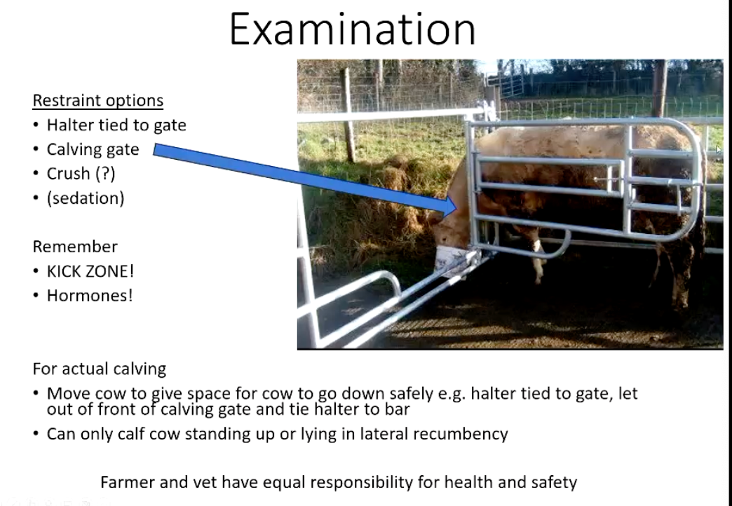 <p>No time for full clinical exam but a few things to check</p><p>• Body condition score (BCS)</p><p>• General demeanour</p><p>• Udder</p><p>Then</p><p>• Clean and disinfect perineum (bucket of water and iodine/chlorhex)</p><p>• Gloves (?)</p><p>• Lube - Powder/liquid</p><p>• DON'T RUSH TO CONCLUSIONS!</p>