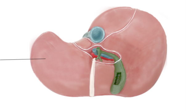 <p><span>Name the structure</span></p>