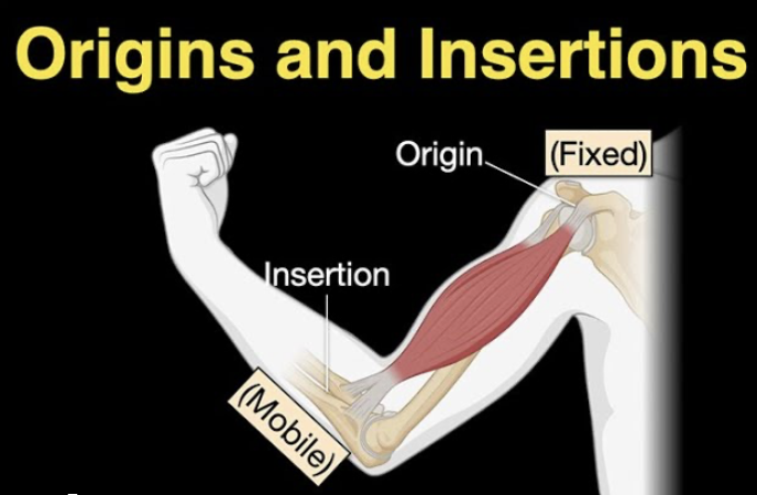 <p>The attachment of a muscle (usually a bone) that <em>does</em> move (gets pulled)</p>