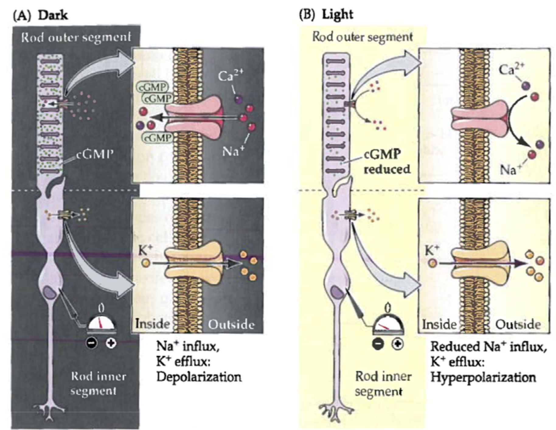 <p>Fototransduktionen sænker <strong>cGMP</strong>, så de <strong>cGMP-gatede kationkanaler lukker</strong>, <strong>Na⁺-influx reduceres eller stopper</strong>, mens <strong>K⁺-efflux fortsætter</strong>, og derfor <strong>hyperpolariserer</strong> cellen mod <strong>E_K</strong>.</p>