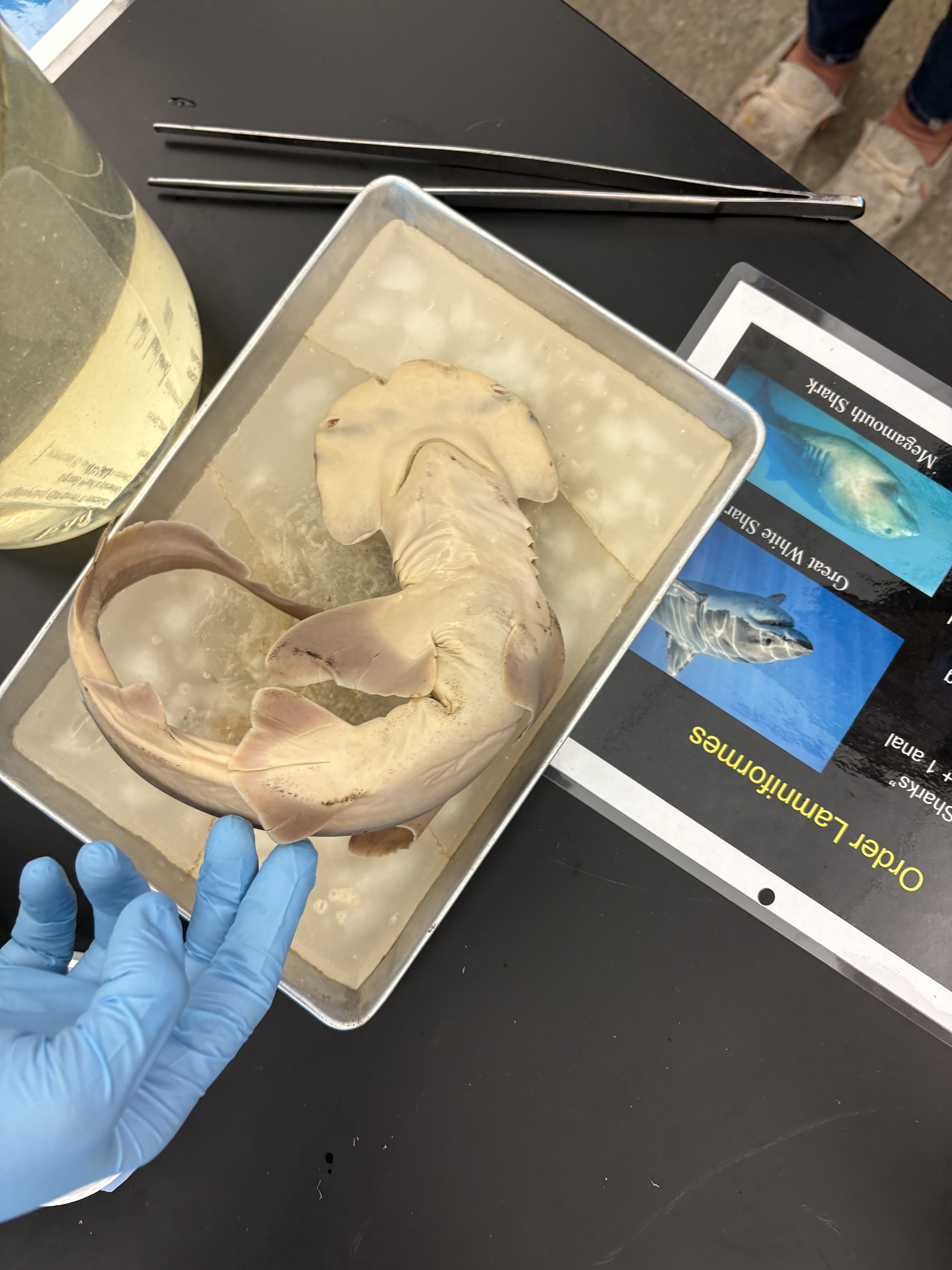 <p><span>Superclass Gnathostomata</span></p><p><span>Class Chondrichthyes</span></p><p><span>Subclass Elasmobranchii</span></p><p><span>Order Lamniformes</span></p><p><span>Name - Mackerel Sharks (This is a Bonnet Head Shark)</span></p>