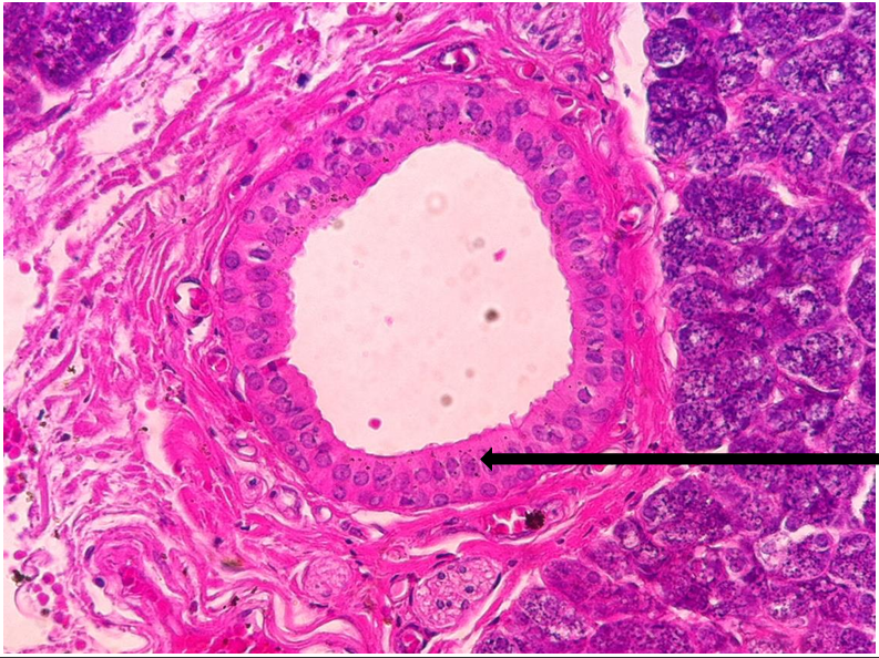 <p>what tissue is this? </p>
