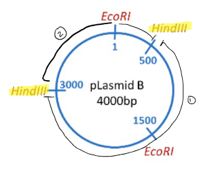 <p>You ordered plasmid B from a company and want to clone your gene of interest into it. Before you start cloning, you confirm that the plasmid is correct by performing a restriction digestion reaction and visualizing the reaction on an agarose gel. If you digested plasmid B with the restriction enzyme HindIII, how many bands will you see on the gel based on the plasmid map below and of what sizes? See the plasmid map below</p>