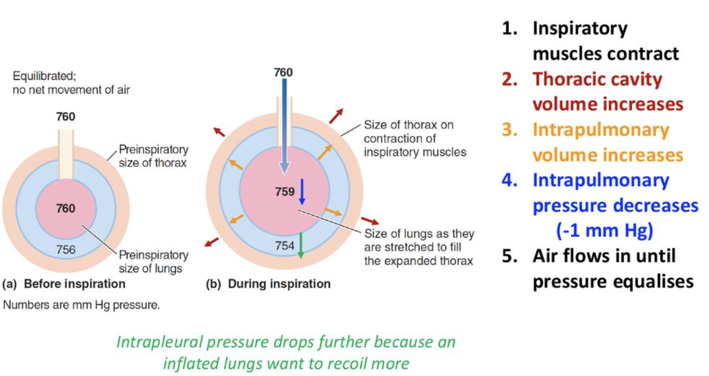 <ol><li><p>Inspiratory muscles contract (diaphram descends, ribcage raises)</p></li><li><p>Thoracic cavity volume increases</p></li><li><p>Lungs are stretched - intrapulmonary volume increases</p></li><li><p>Intrapulmonary pressure drops (-1mmHg relative to atmosphere)</p></li><li><p>Air flows down pressure gradient until intrapulmonary pressure returns to zero. </p></li></ol><p></p>
