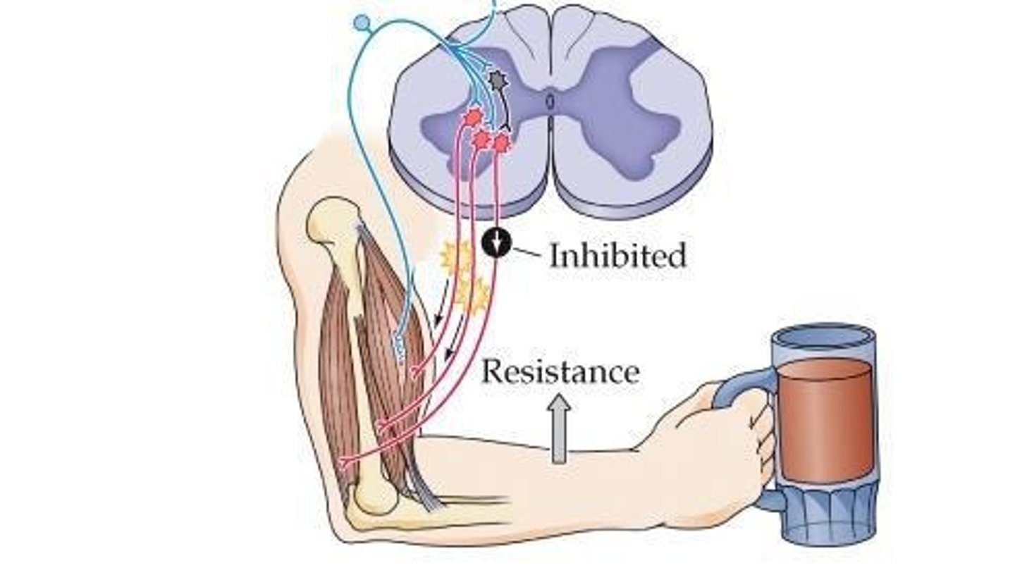 <p>They synapse on GABAergic inhibitory neurons in the spinal cord, regulating motor neurons innervating the same muscle.</p>