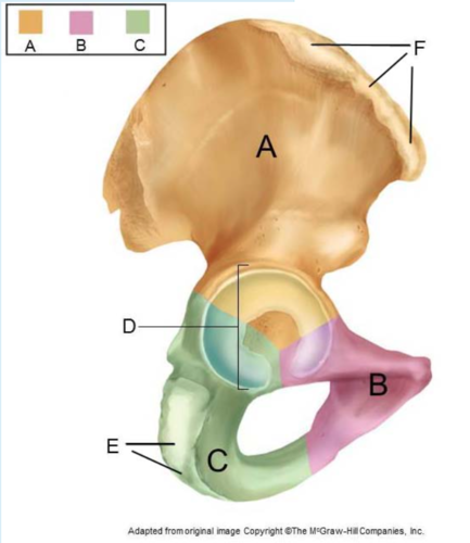 <p>This is a hip. Identify what is A, B, C, E, F</p>