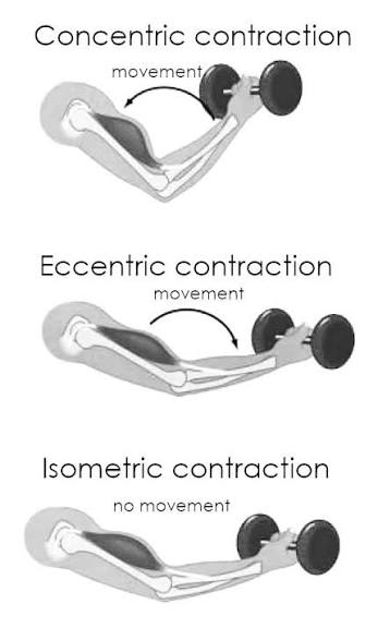 <p>Isotonic contraction</p>