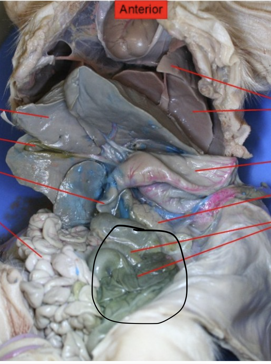 <p>Identify the Organ</p>