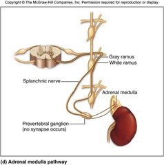 <p>- Internal region of adrenal gland, adrenal medulla</p><p>- Directly innervated by - Preganglionic sympathetic axons</p><p>preganglionic neuron </p><p>> extends through sympathetic trunk and prevertebral ganglia</p><p>- Upon stimulation, epinephrine and norepinephrine produced in medulla</p><p>> circulate within blood</p><p>> help prolong fight-or-flight response</p><p>> prolong effects of sympathetic stimulation</p>