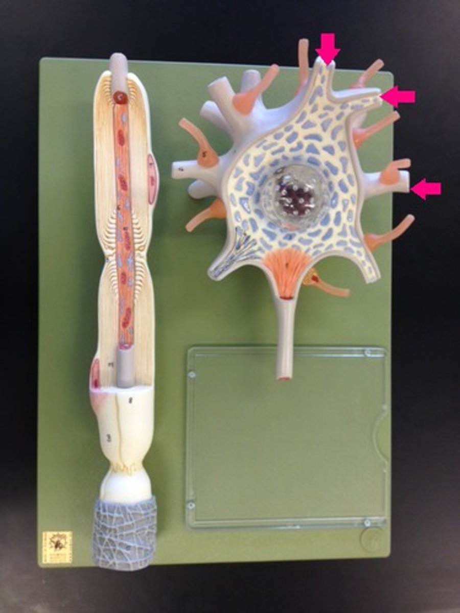 <p>Identify the projections.</p>