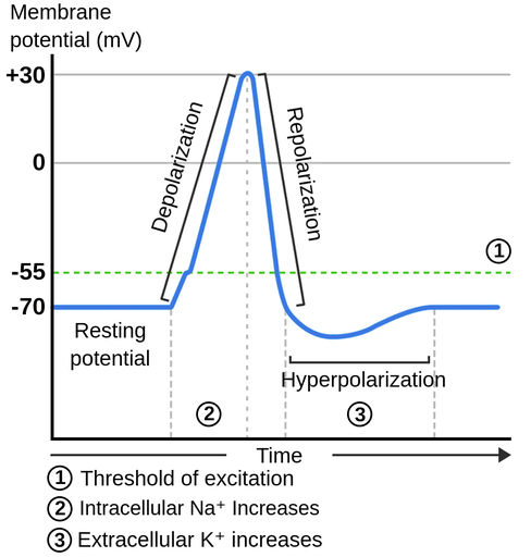 <p>What is a typical resting membrane potential (RMP)?</p>