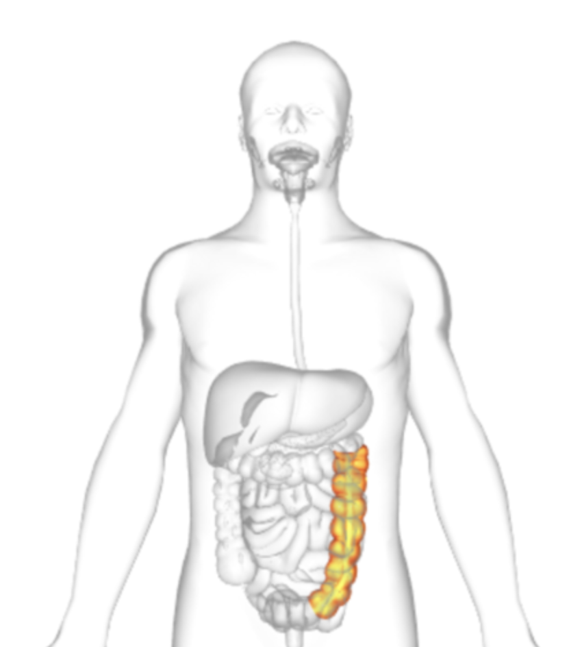 <p>what is highlighted</p>