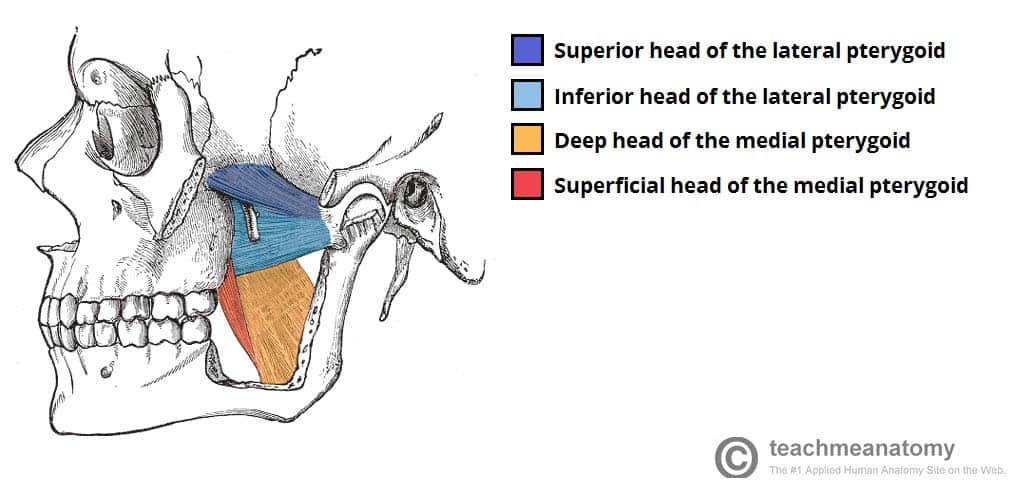 <p>Inferior head is active during opening- pulls condyles forward for translation</p><p>Superior head active during closing- stabilises disc against eminence during biting</p><p>Incoordination causes disc displacement</p>