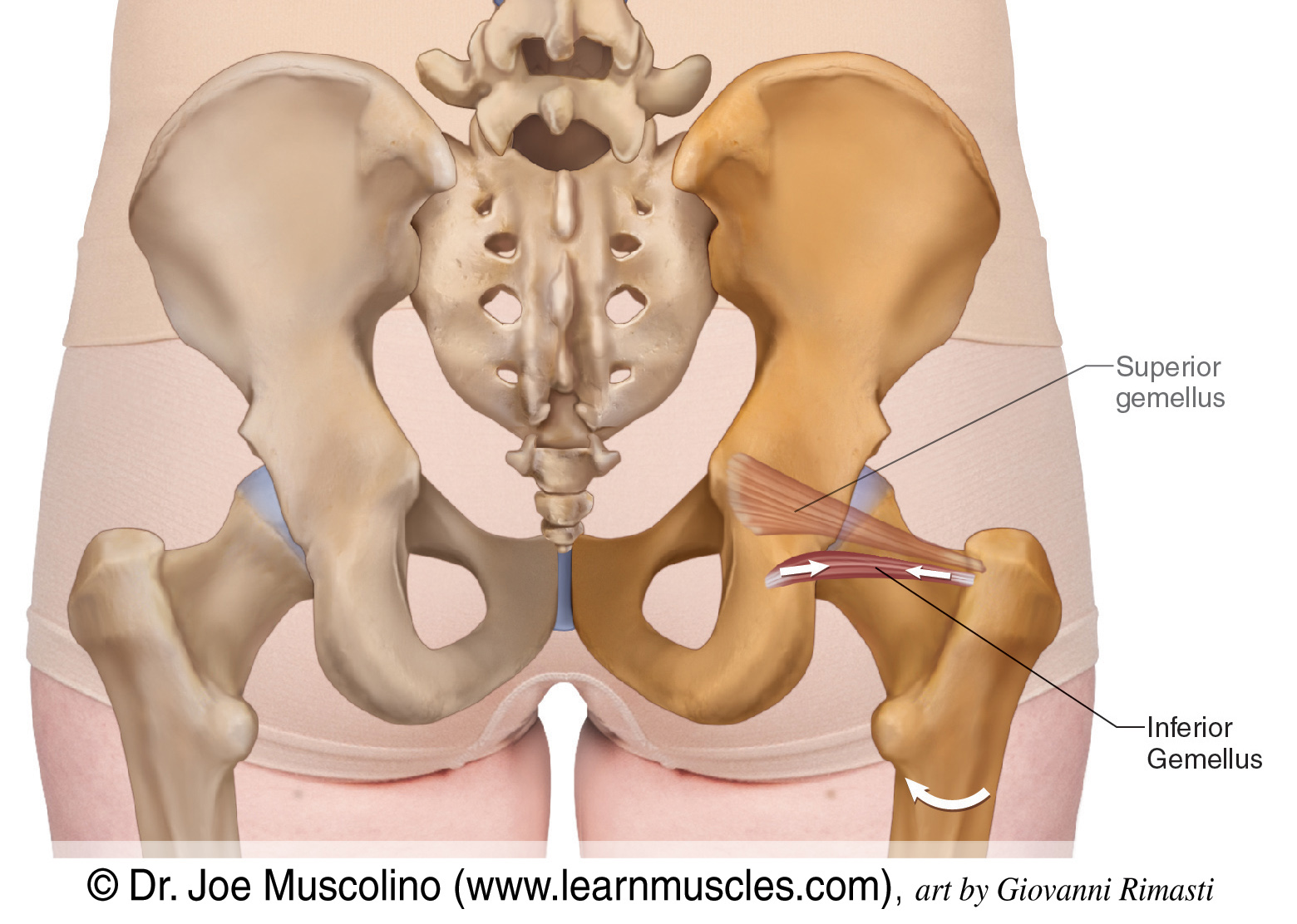 <ul><li><p>a small, paired muscle in the deep gluteal region, part of the triceps coxae</p></li><li><p>extends from the ischium of the coxal bone to the greater trochanter of the femur</p></li><li><p>aids with external rotation and abduction of the thigh</p></li></ul><p></p><p>origin → ischial tuberosity</p><p>insertion → medial surface of greater trochanter of femur (via tendon of obturator internus)</p><p>action → thigh external rotation and thigh abduction (from flexed hip) at the hip joint; stabilizes head of femur in acetabulum</p><p>innervation → nerve to quadratis femoris (L4/5, S1)</p><p>blood supply → medial circumflex femoral artery</p>