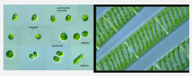 <p>Archaeplastida: Viridiplantae: <strong>Chlorophyta (1: characteristics) </strong></p>