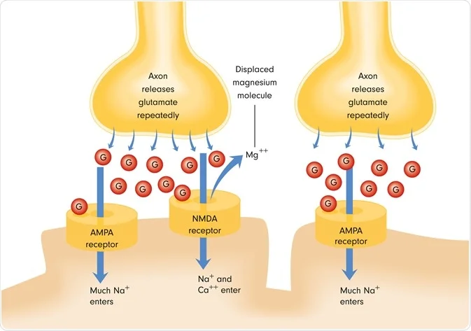 <ul><li><p>removal of Mg+2 plug via depolarization</p><ul><li><p>at resting state</p><ul><li><p>Mg+2 is attracted to intracellular negativity</p><ul><li><p>electrostatic attraction pulled it into the pore and holds it there</p></li></ul></li></ul></li><li><p>depolarization</p><ul><li><p>intracellular positivity weakened Mg+2 plug</p></li></ul></li></ul></li></ul><p></p><ul><li><p>removal of Mg+2 increases permeability of Ca+</p><ul><li><p>Ca+ acts as secondary messenger</p></li></ul></li></ul><p></p>