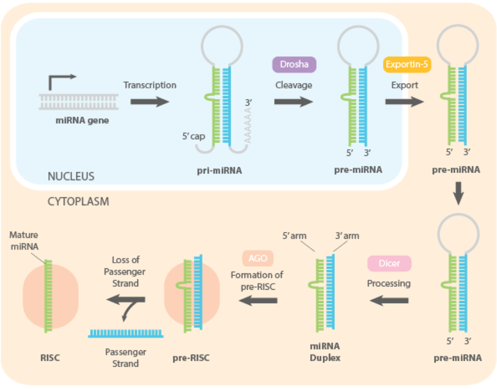 <ul><li><p>the strand whose 5’end is less stable (more AU pairs, fewer GC pairs) is preferentially selected as the guide strand (easier to denature)</p></li><li><p>wy? the Ago protein RISC subunit anchors the 5’ phosphate of the guide strand</p></li><li><p>if the 5’ end of a strand is loose due to weak AU bonding, it is much easier for the Ago protein to grab that end and begin unwinding the duplex</p></li></ul><p></p>