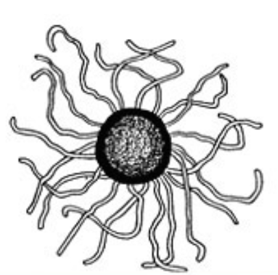 <p>one ascus</p>