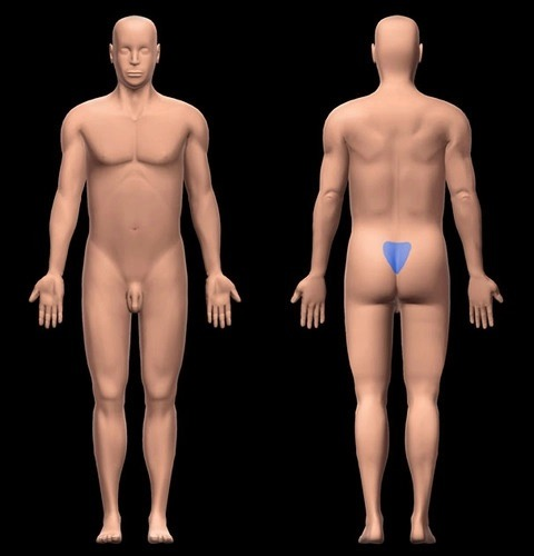 <p>area between hips </p>