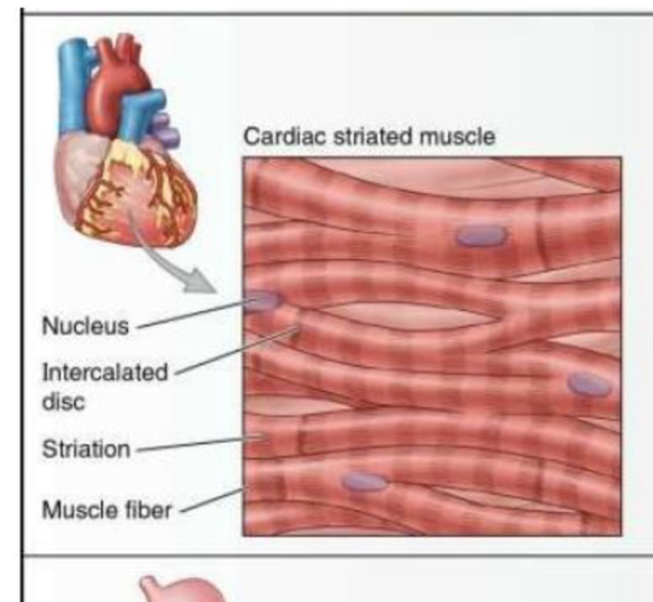 <p>involuntary visceral muscle that forms most of the walls of the heart and adjacent parts of the great vessles like the aorta</p>