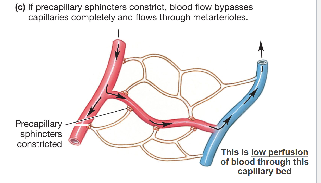 <p>Low perfusion of blood through this capillary bed</p>