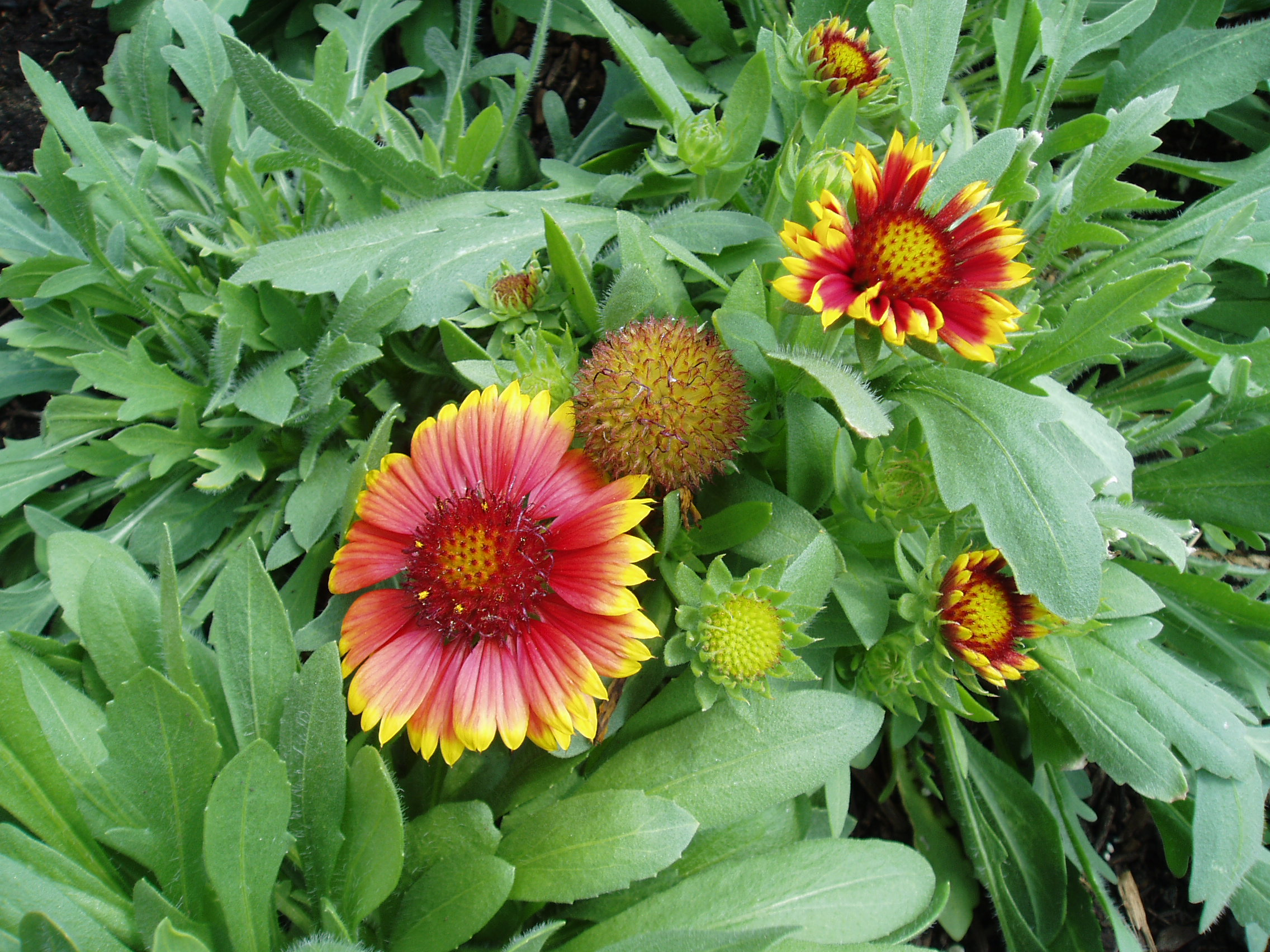<p>blanket flower</p>