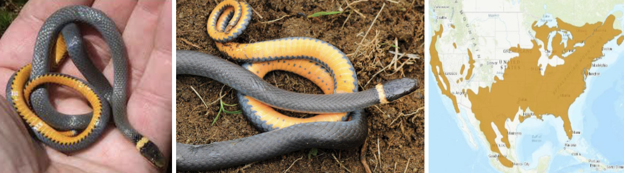 <ul><li><p><span style="background-color: transparent;"><strong>Habitat:</strong> </span><span>various habitats with moist ground layer and abundant cover (rocks, coarse woody debris, etc.)</span></p></li><li><p><span style="background-color: transparent;"><strong>Diet:</strong> </span><span>small salamanders, lizards, frogs, juvenile snakes, earthworms and invertebrates in soil</span></p></li><li><p><span style="background-color: transparent;"><strong>Characteristics:</strong> tiny even as adults, slender, </span><span>dark gray/black back with bright orange belly and neck/collar</span></p></li></ul><p></p>