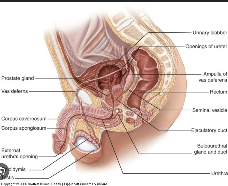 <p>What is the function of the Bulbourethal gland?</p>