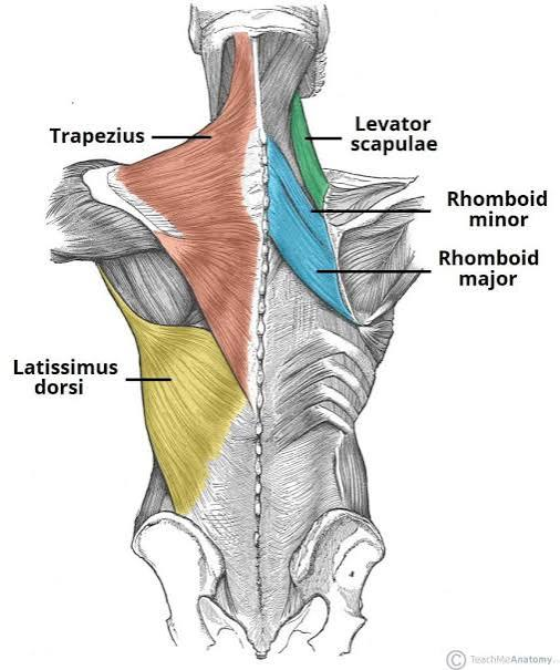 <ul><li><p>the widest muscle in the body!</p></li><li><p>relatively thin, covers almost all mack muscles at the posterior trunk except trapezius</p></li><li><p>functionally belongs to the muscles of scapular motion:</p><ul><li><p>pulls the inferior angle of the scapula in various directions, producing movements of the shoulder joint, internal rotation, adduction, and extension of the arm</p></li></ul></li><li><p>acts as an accessory muscle of respiration, assisting in deep inspiration and expiration by elevating or depressing the ribs</p></li><li><p>one of the main stabilizers of the spine during movement</p></li><li><p>divided into a vertebral part, iliac part, costal part, and scapular part</p></li></ul><p></p><p>origin → vertebral part: spinous processes of T7-T12, thoracolumbar fascia</p><p>          → iliac part: posterior third of crest of ilium</p><p>          → costal part: ribs 9-12</p><p>          → scapular part: inferior angle of scapula</p><p>insertion → intertubercular sulcus (bicipital groove) of the humerus, between pectoralis major and teres major (Lady between two Majors)</p><p>action → arm internal rotation, arm adduction, and arm extension at the shoulder joint; assists in respiration</p><p>innervation → thoracodorsal nerve (C6-C8)</p><p>blood supply → thoracodorsal artery, perforating arteries of the 9th-11th posterior intercostal arteries, 1st-3rd lumbar arteries</p><p></p>