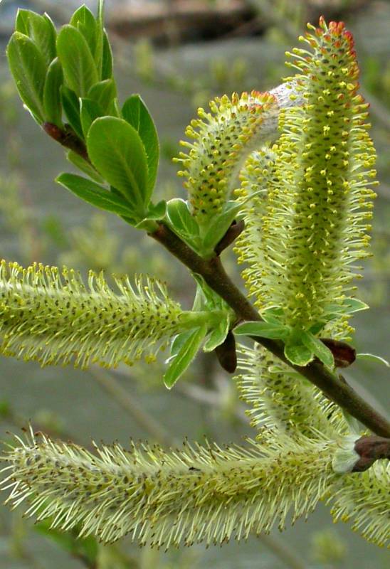 <ul><li><p>Larger shrub or small tree</p></li><li><p>Long gray-green leaves with fuzzy undersides</p></li><li><p>Tall dense thickets</p></li><li><p>Catkins appear before/full with leaves</p></li><li><p>Coastal wetlands & river edges</p></li><li><p>Common on coastal Kenai Peninsula</p></li></ul><p></p>