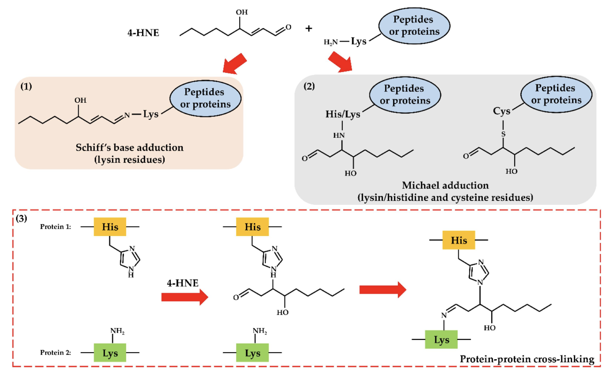 <p>D. Base Schiff với Lysine</p>