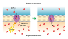 <p>It helps process proteins that will be transported to other locations or released outside the cell.</p>