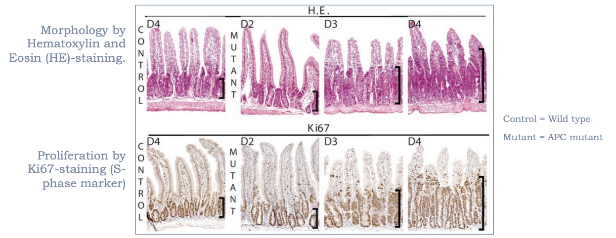 <p>increased proliferation and expansion of the crypt compared to control animals</p>