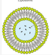 <p>Describe liposomes</p>