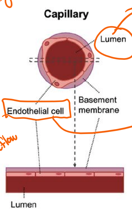 <p>Describe the structure and function of the blood vessels, Capillaries.</p>