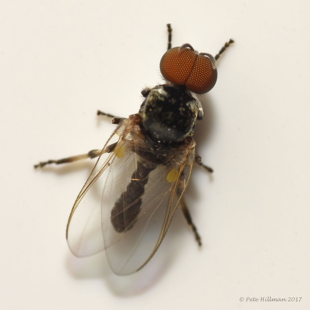 <p>rad:</p><p>druh:</p>