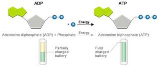 <p><span><span>ATP - ribose, adenine and 3 phosphates</span></span></p><p><span><span>ADP - ribose, adenine and 2 phosphates</span></span></p>