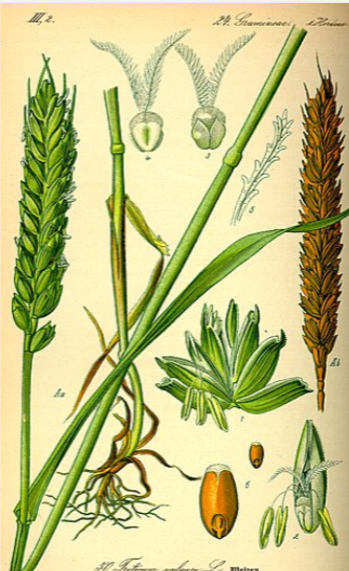 term image