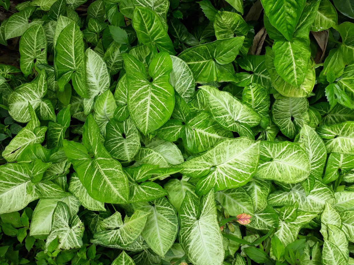 <p>Planta </p>