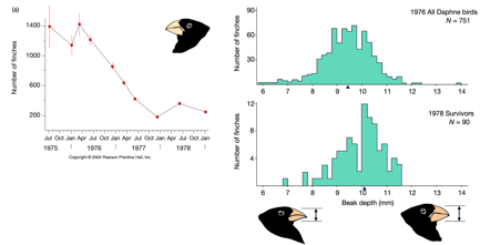 <ul><li><p>captured and measured individuals to show variation among individuals for beak depth</p></li><li><p>heritability shown as a positive association between beak depth of parents and offspring</p></li><li><p>cross-fostering experiments demonstrate heritability if:</p><ul><li><p style="text-align: left;">no relationship between traits of offspring and foster parents</p></li><li><p style="text-align: left;">but a positive relationship between traits of offspring and&nbsp; biological parents</p></li></ul></li><li><p style="text-align: left;">observed differences in reproductive success among individuals of population associated with variation in beak depth</p></li><li><p style="text-align: left;">about 84% of finches died during 1977 drought</p><ul><li><p>number of seeds greatly reduced; only large, hard seeds available during drought</p></li><li><p>birds surviving drought were larger and had deeper beaks on average</p></li></ul></li></ul><p></p>