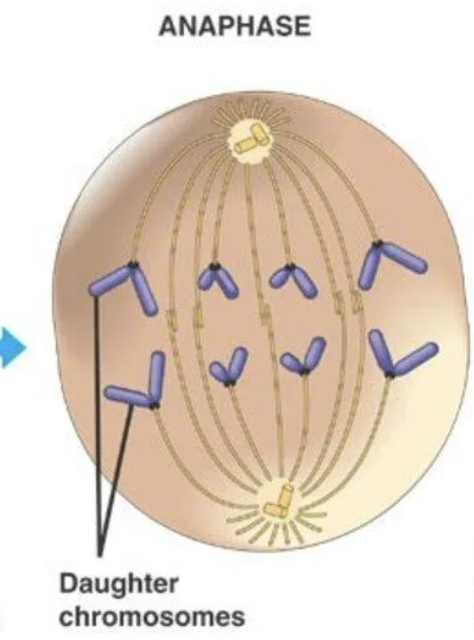 <p>anaphase I</p>