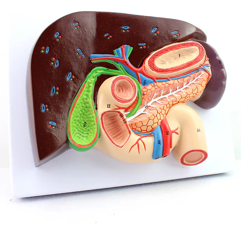<p>Gall bladder</p>