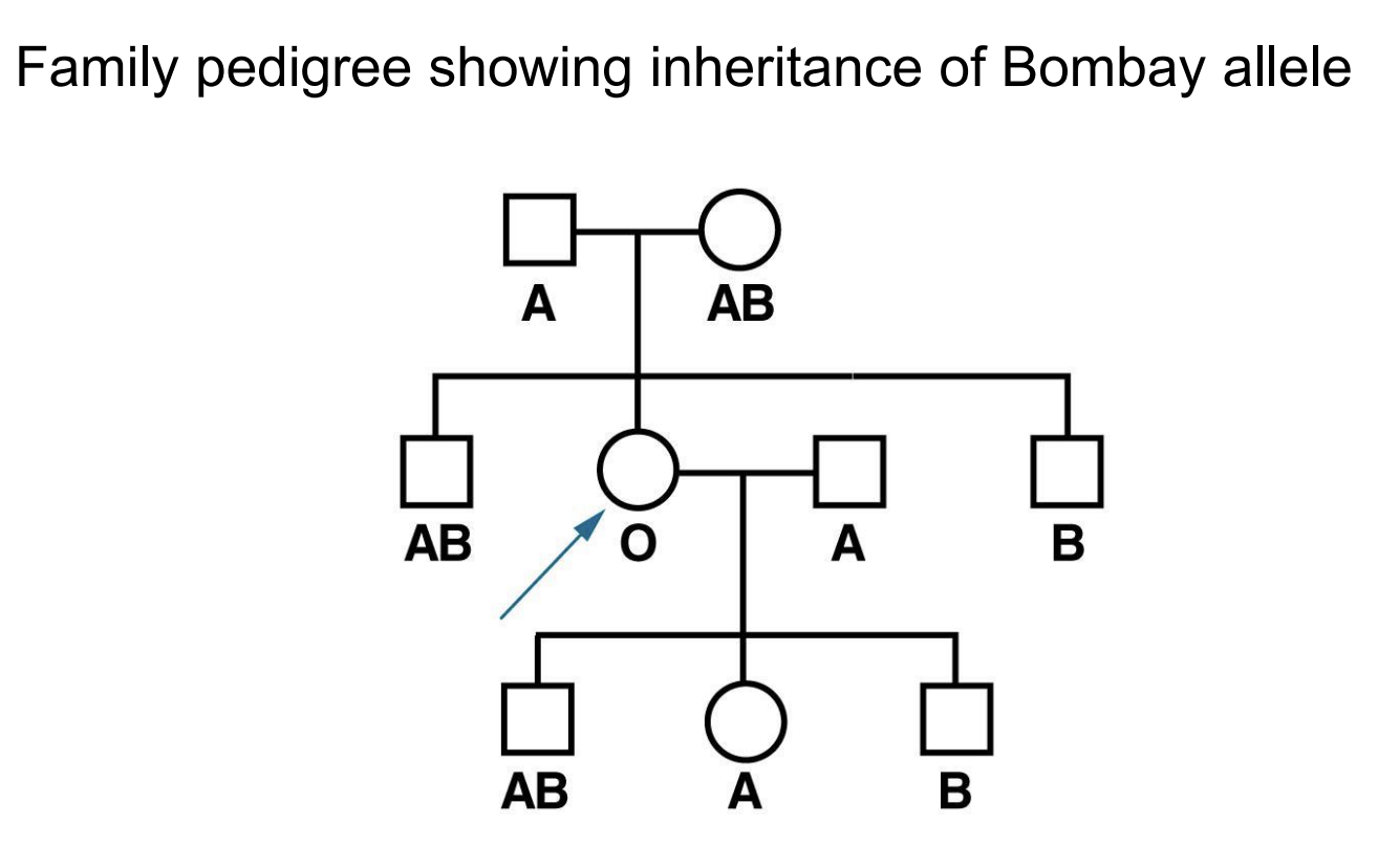 <ul><li><p>Bombay</p></li><li><p>FUT1</p></li></ul><p></p>