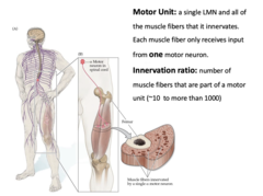 <p>Motor unit</p>