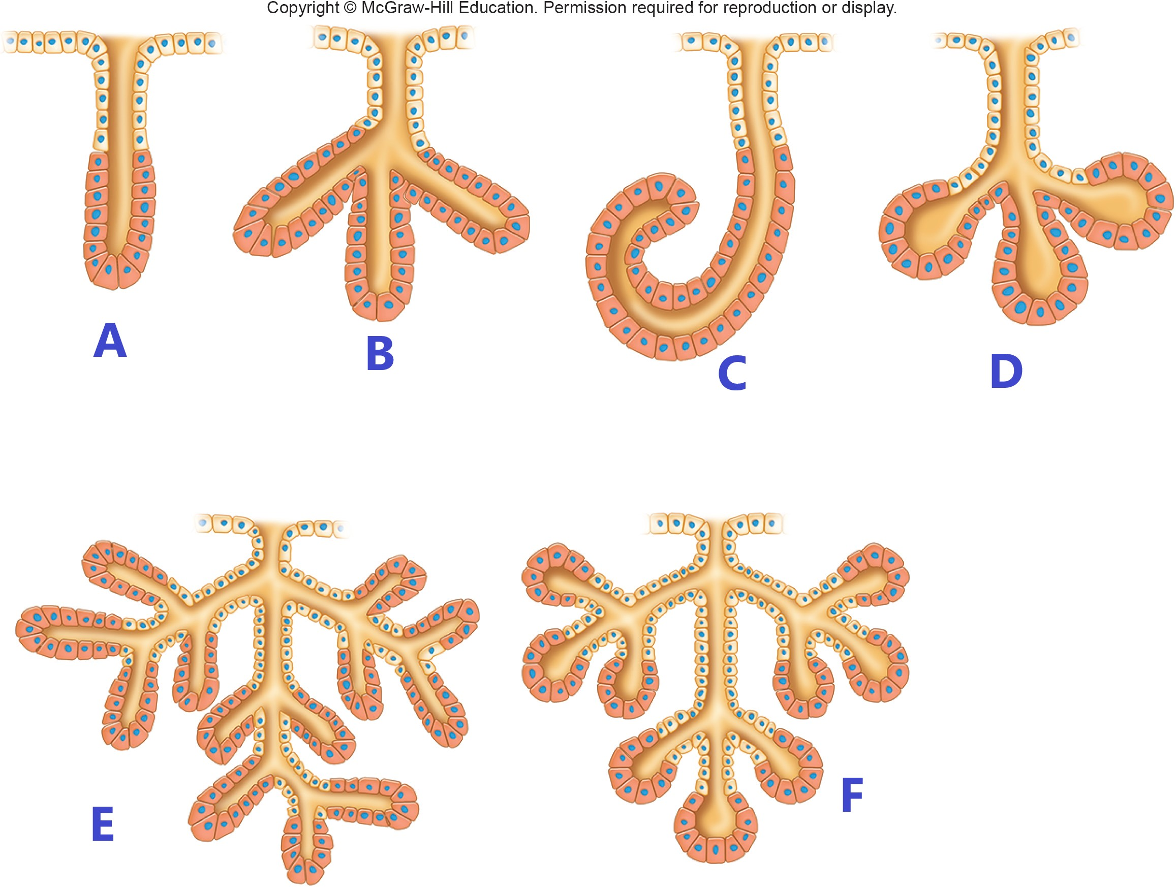 <p>Which is Simple tubular?</p>