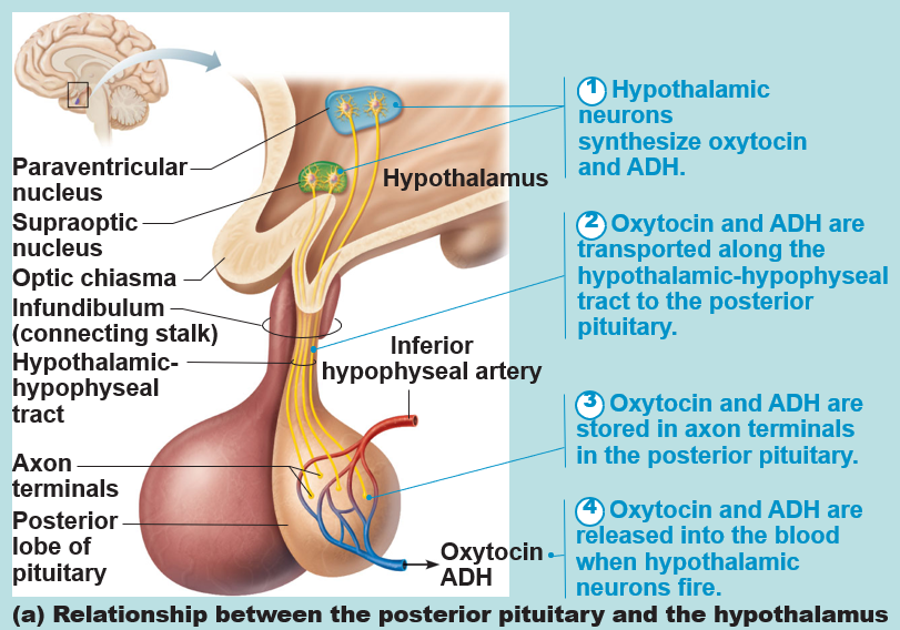 <p>oxytocin</p><p>antidiuretic hormone (AH)</p>