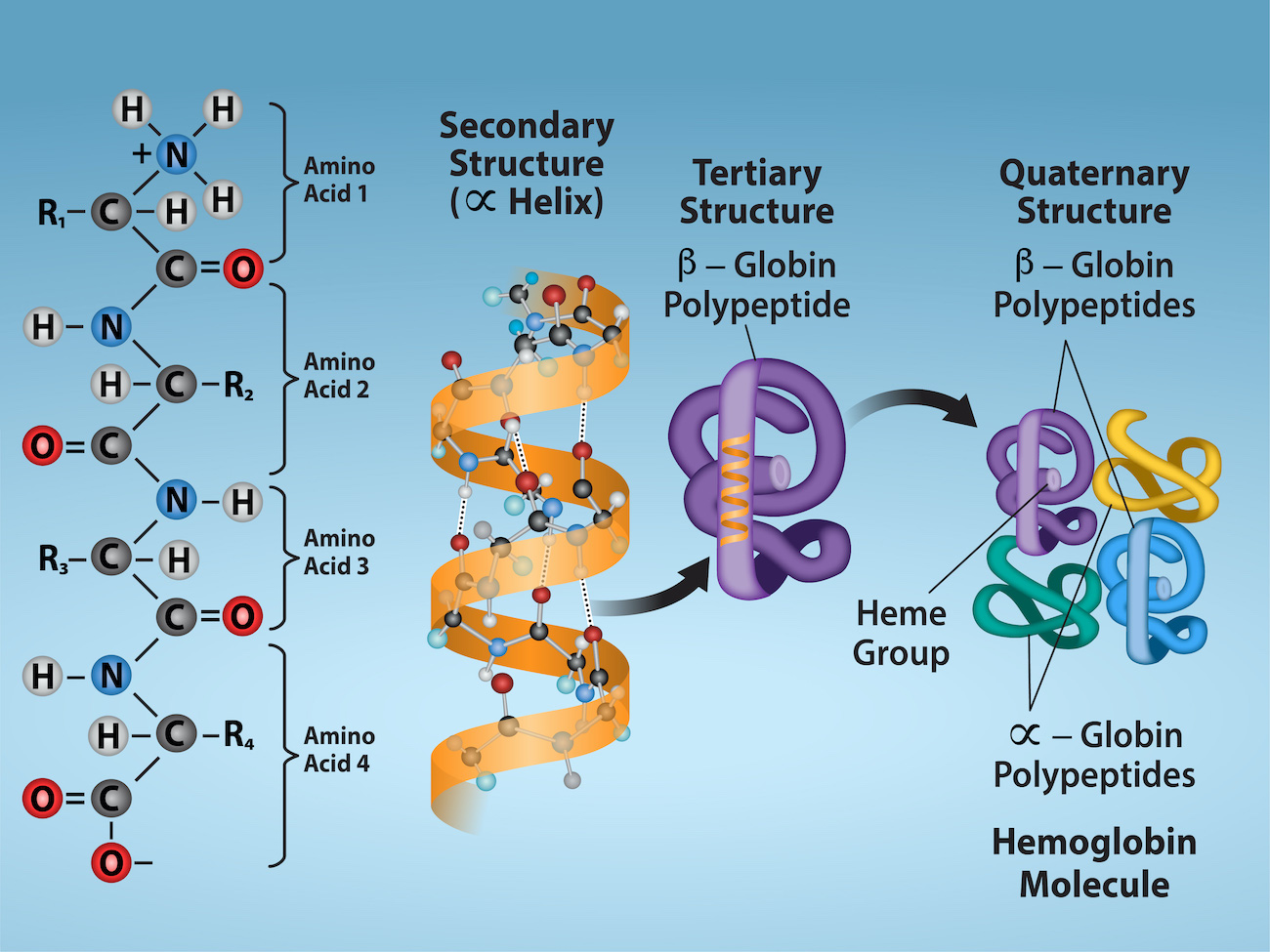 <p>structure many proteins display where functional protein is composed of several distinct polypeptide chains</p>