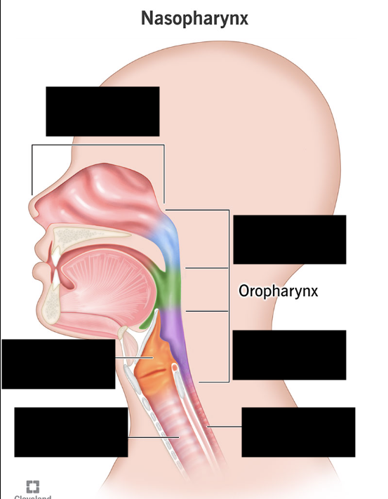 <ul><li><p>Behind oral cavity</p></li><li><p>Passageway for air AND food.</p></li></ul><p></p>